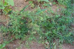 Trachyspermum ammi